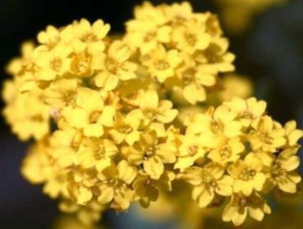 ALYSSUM BASKET OF GOLD 50 FRESH FLOWER SEEDS FREE USA SHIPPING