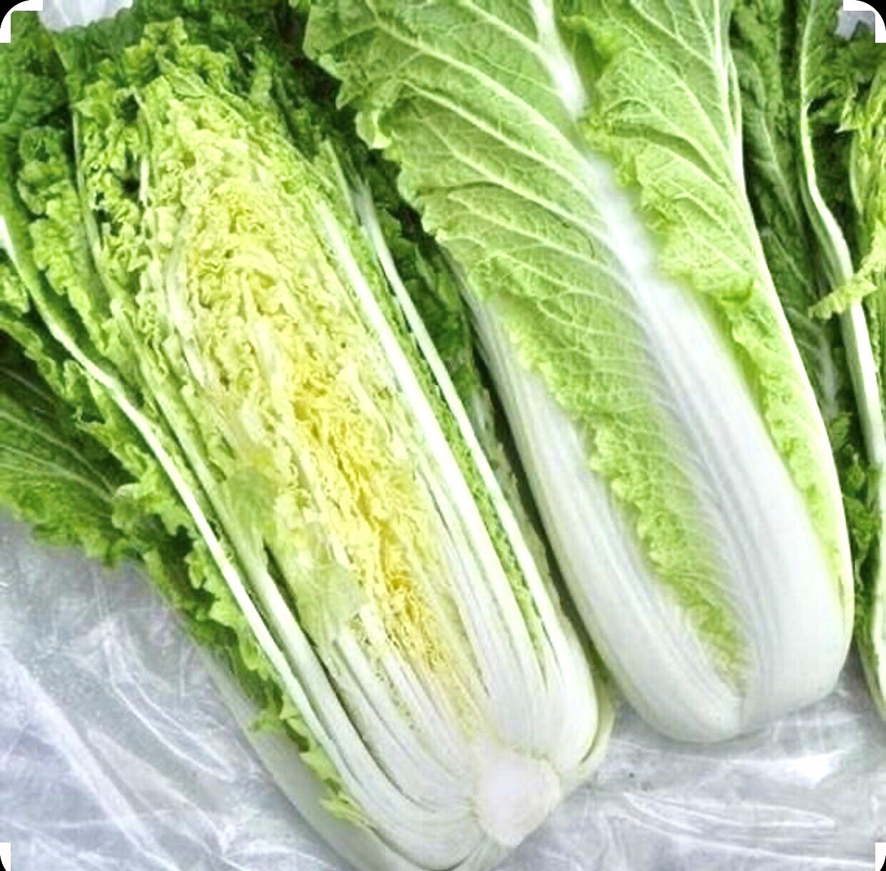 1000 CHINESE MICHIHLI CABBAGE Seeds-Non GMO-Organic-Open Pollinated.