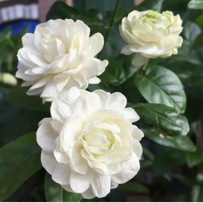 Jasmine Jasminum sambac ‘Grand Duke of Tuscany’虎头茉莉