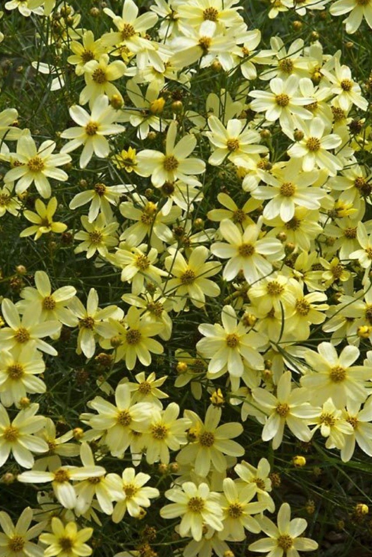 Coreopsis Moonbeam