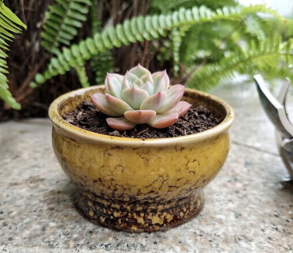 “Yellow 4.3Inch Circular Ceramic Flower Pots for Succulents and Cacti”