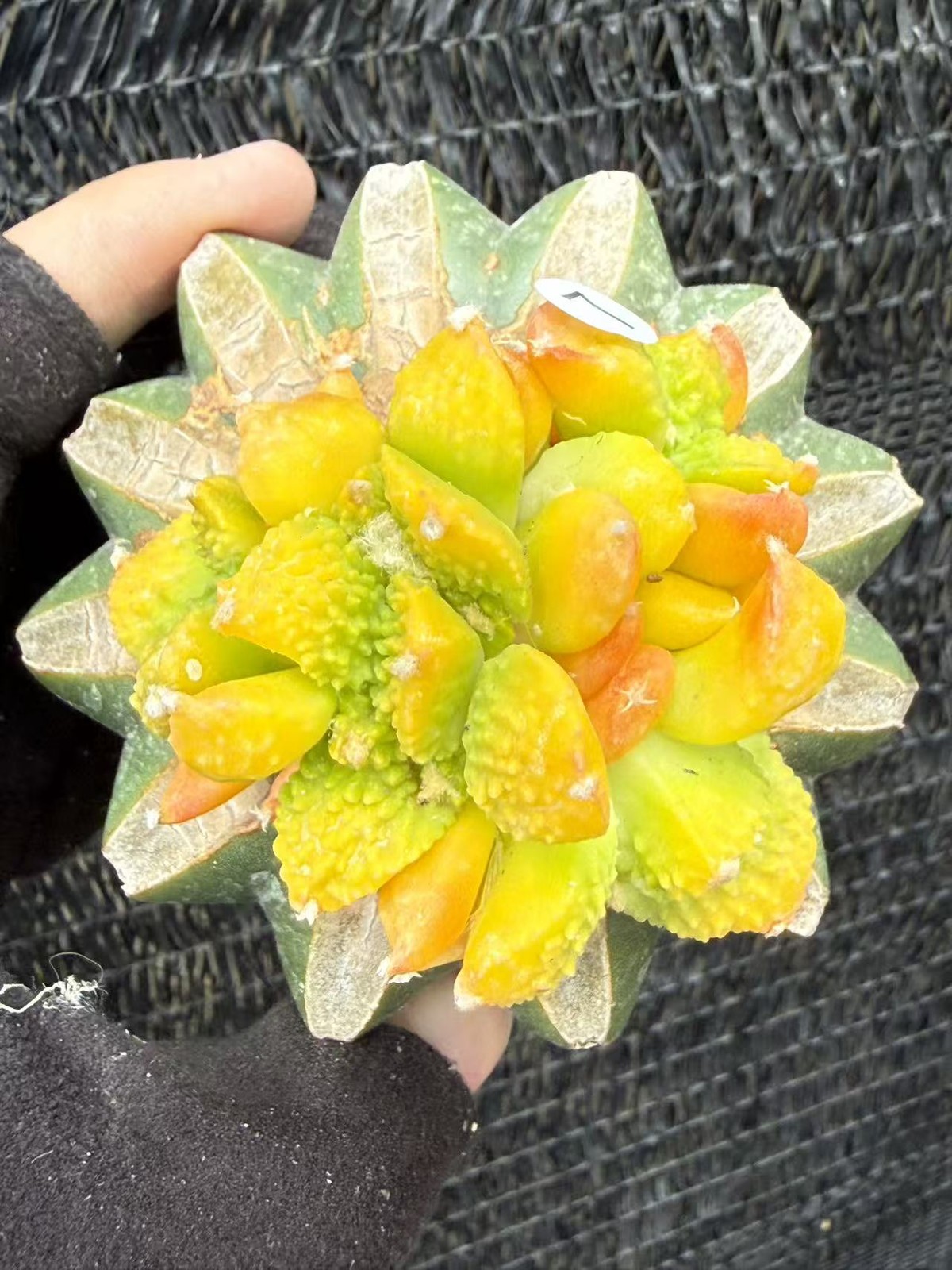 Rarecacti Plant Ariocarpus Hybird ‘Godzilla’ Variegated G rafted WYSIWYG 7#