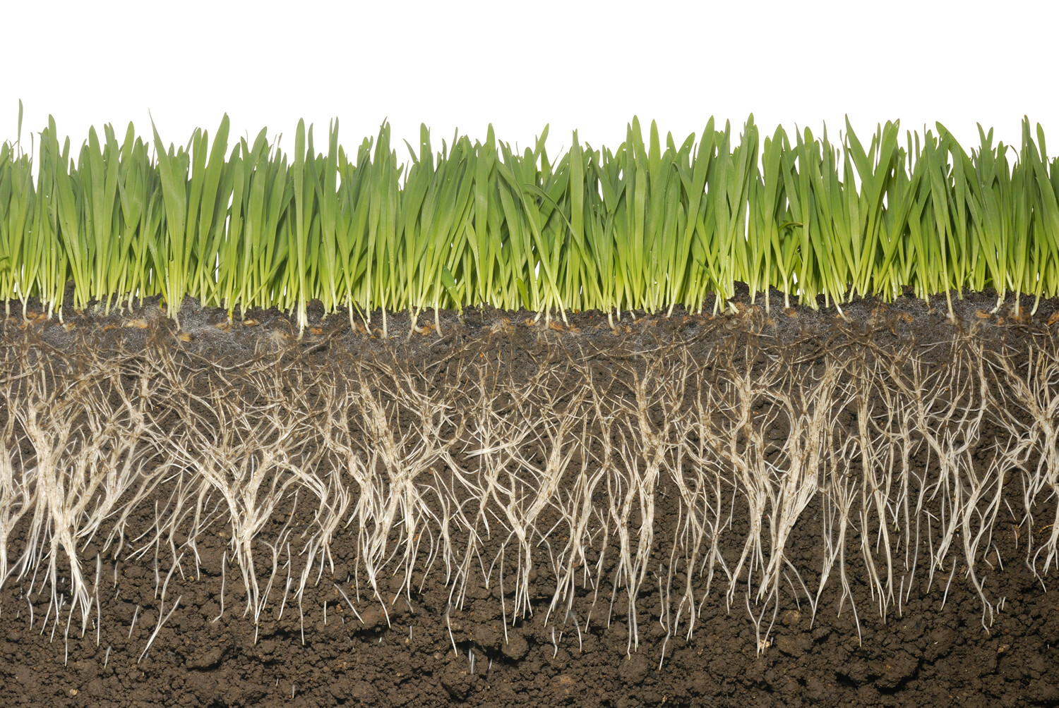 Soil Vigor: Potassium Polyacrylate Super Absorbent Polymer Water Storing Crystal