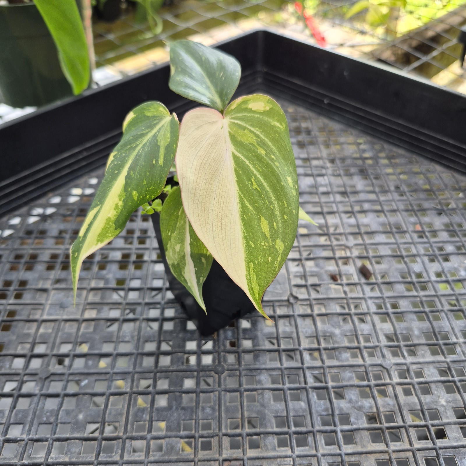 Philodendron Gloriosum variegated, Exact Plant Ships Nationwide