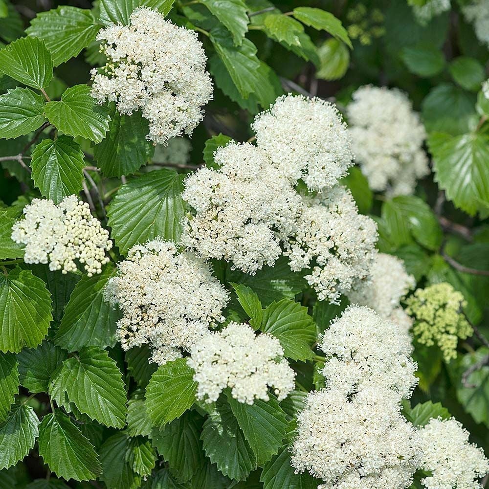 3 Arrowwood Shrub 12-24″ Viburnum dentatum Potted