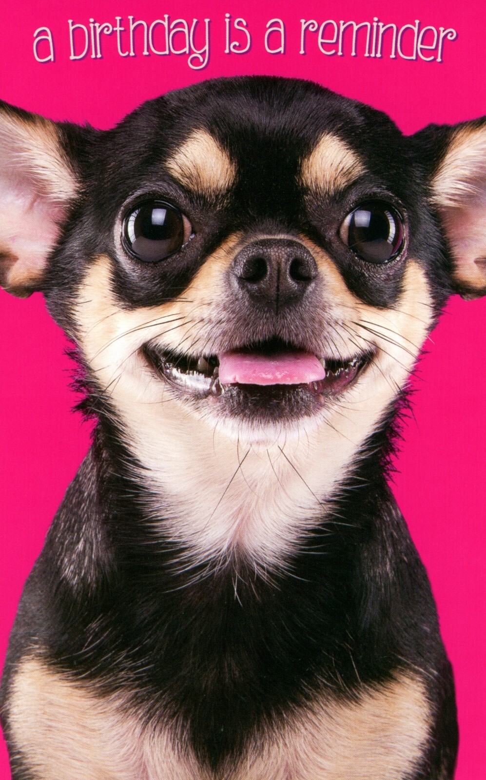 Cute HAPPY BIRTHDAY Card, Chihuahua Reminder Awesome by Stockwell Greetings +✉