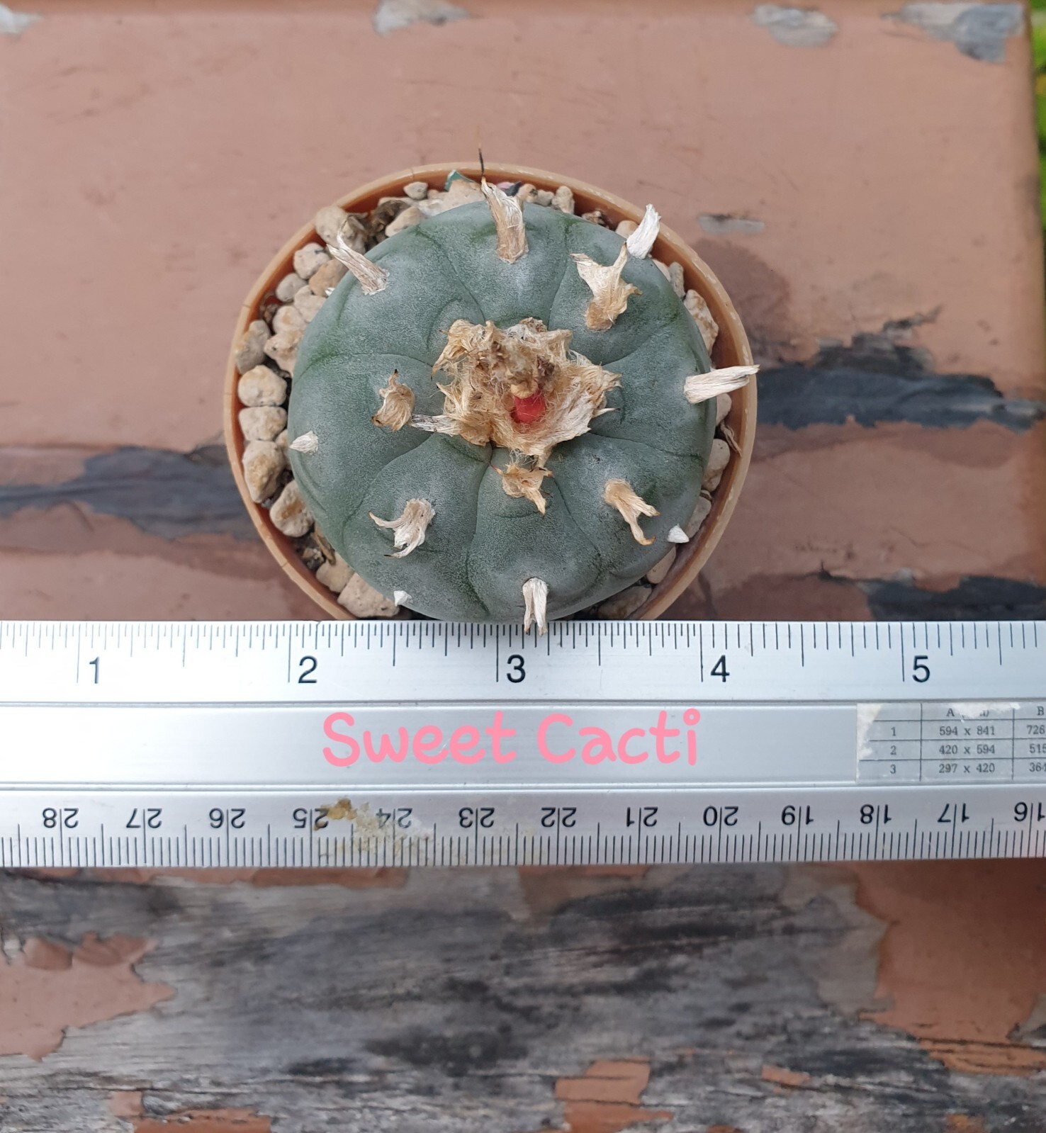 Cactus from seeding #Cacti#Kaktus #κάκτος
