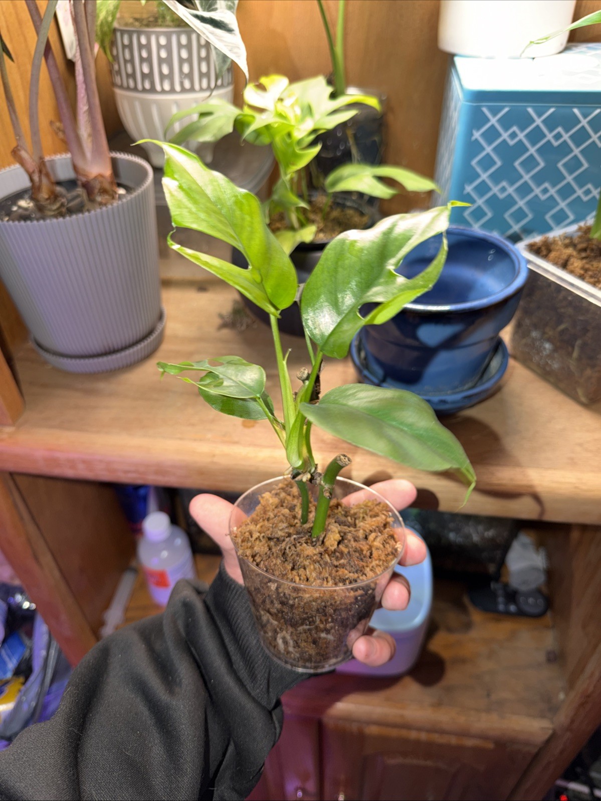 Rhaphidophora Tetrasperma – Mini Monstera Plant – Rooted Starter or Cutting