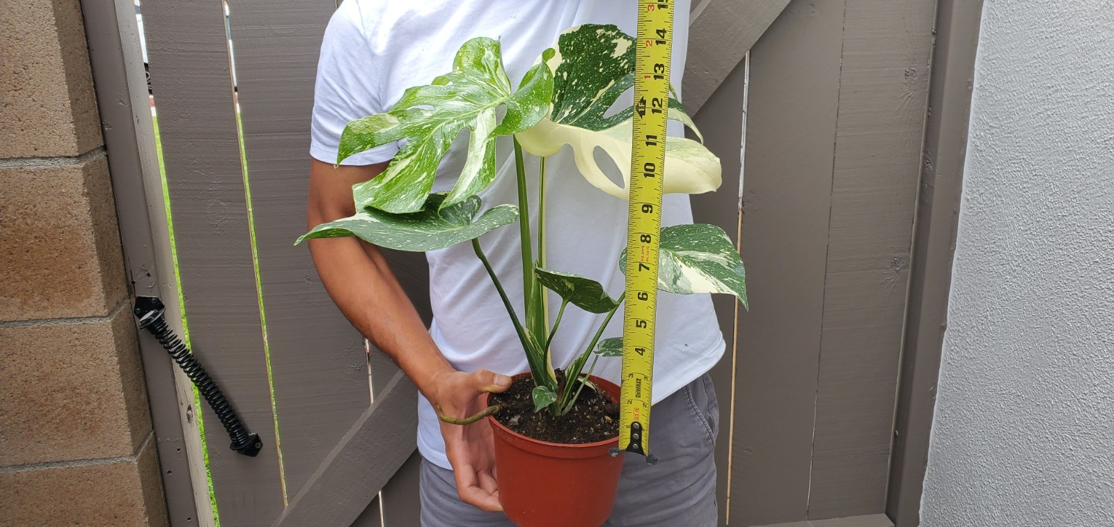 Thai Constellation Monstera Plant