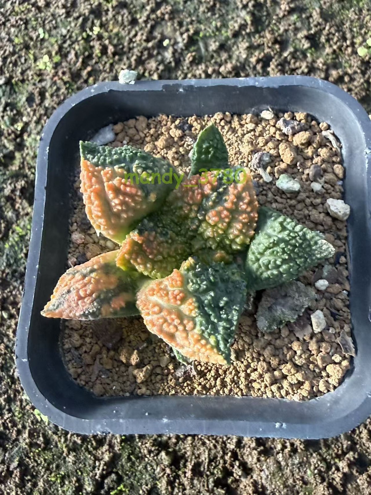 Ariocarpus Godzilla variegated suculents Garden Décor Boutique seedgrown WYSIWYG