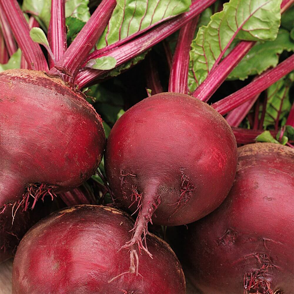 100+Seeds Beetroot Detroit Dark Red Beet(Beta vulgaris) Vegetable USA