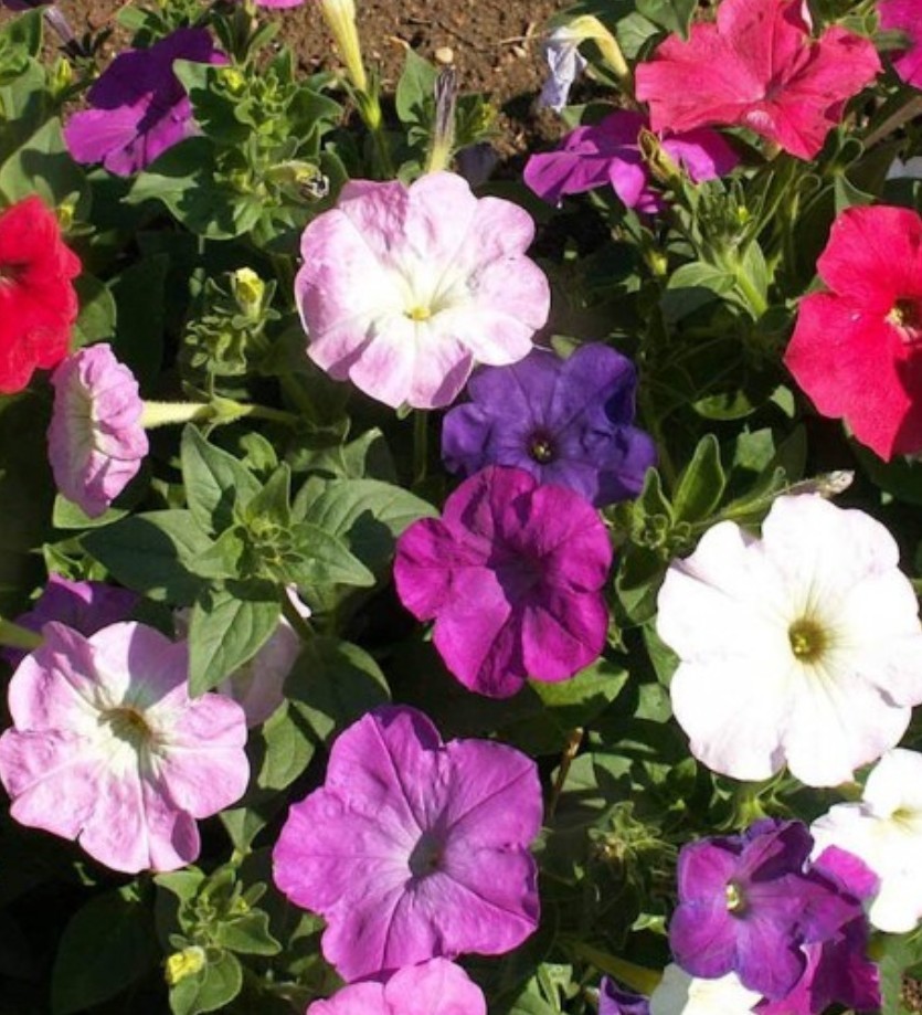 1000+ Dwarf Petunia Mix Seeds **Fresh Seeds* ~~Free Shipping~~