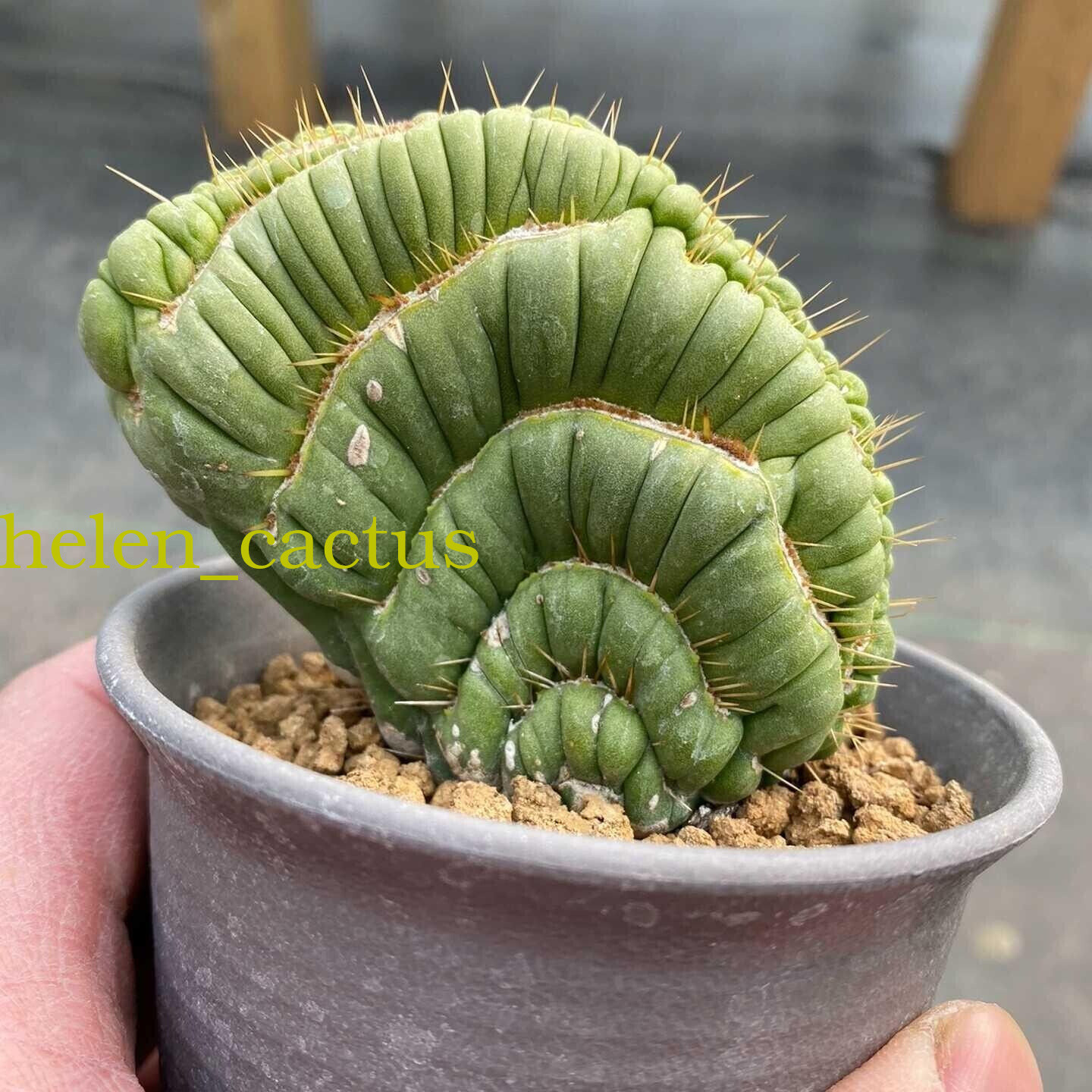 6-10cm Eulychnia castanea f. varispiralis Mutated cactus succulent plant,
