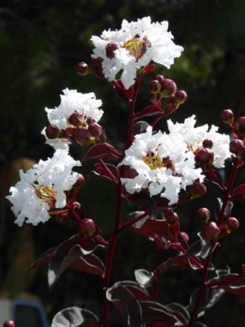 ~EBONY & IVORY~Crepe Crape Myrtle Starter Plant~White Flower Black Foliage