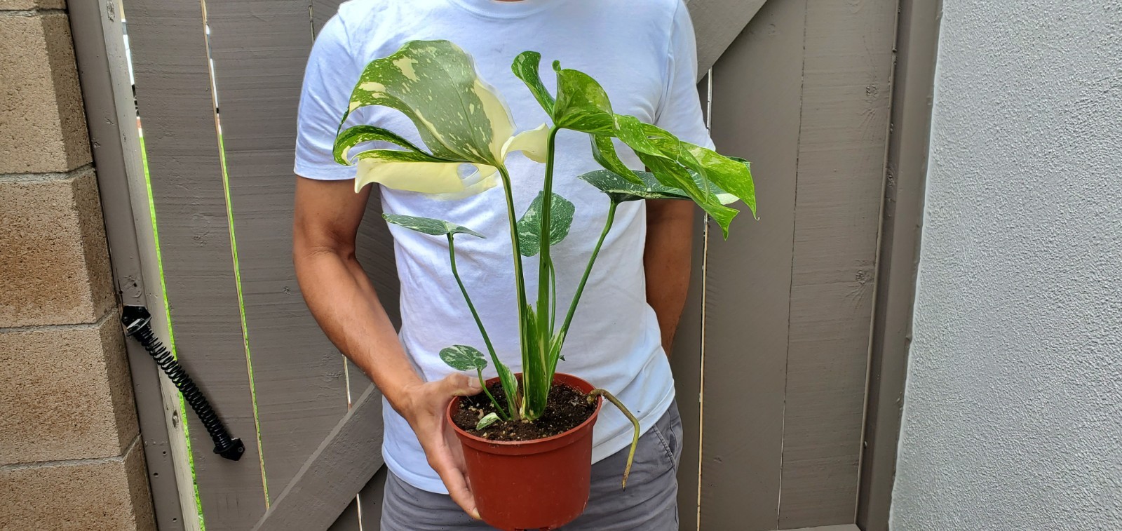 Thai Constellation Monstera Plant