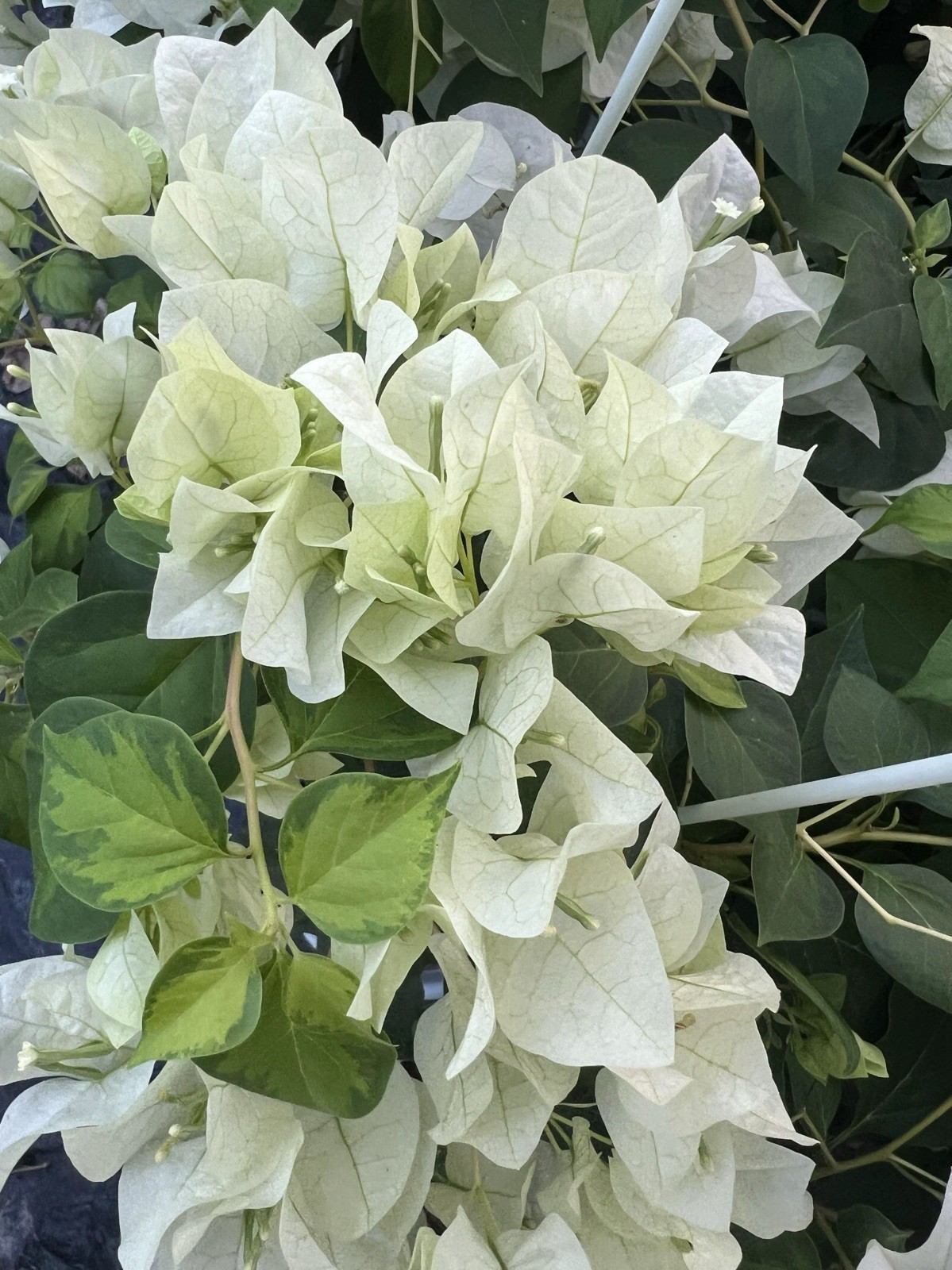 Rare Green Apple 青苹果三角梅Coconut Ice bougainvillea small Bonsai Bare Root