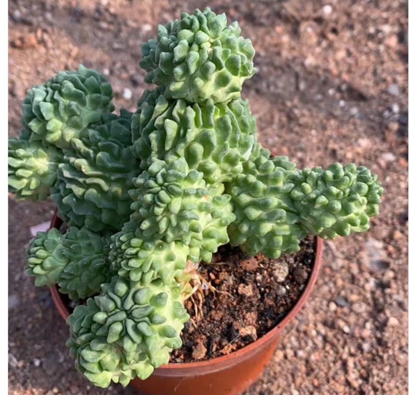 8-10cm cactus Succulent Multiple heads plants potted Home decoration Plants