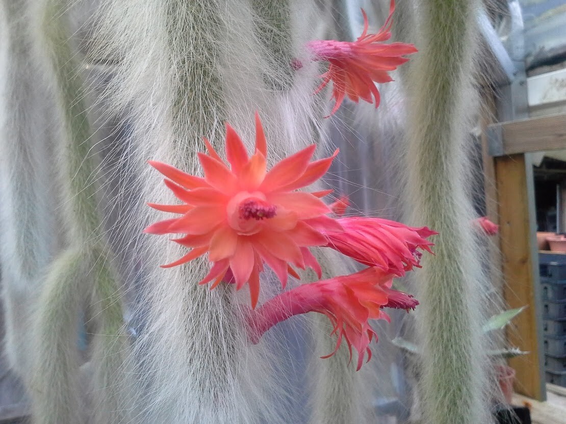Monkey Tail Cactus – Cleistocactus colademononis – Rooted Cutting – Super Fuzzy