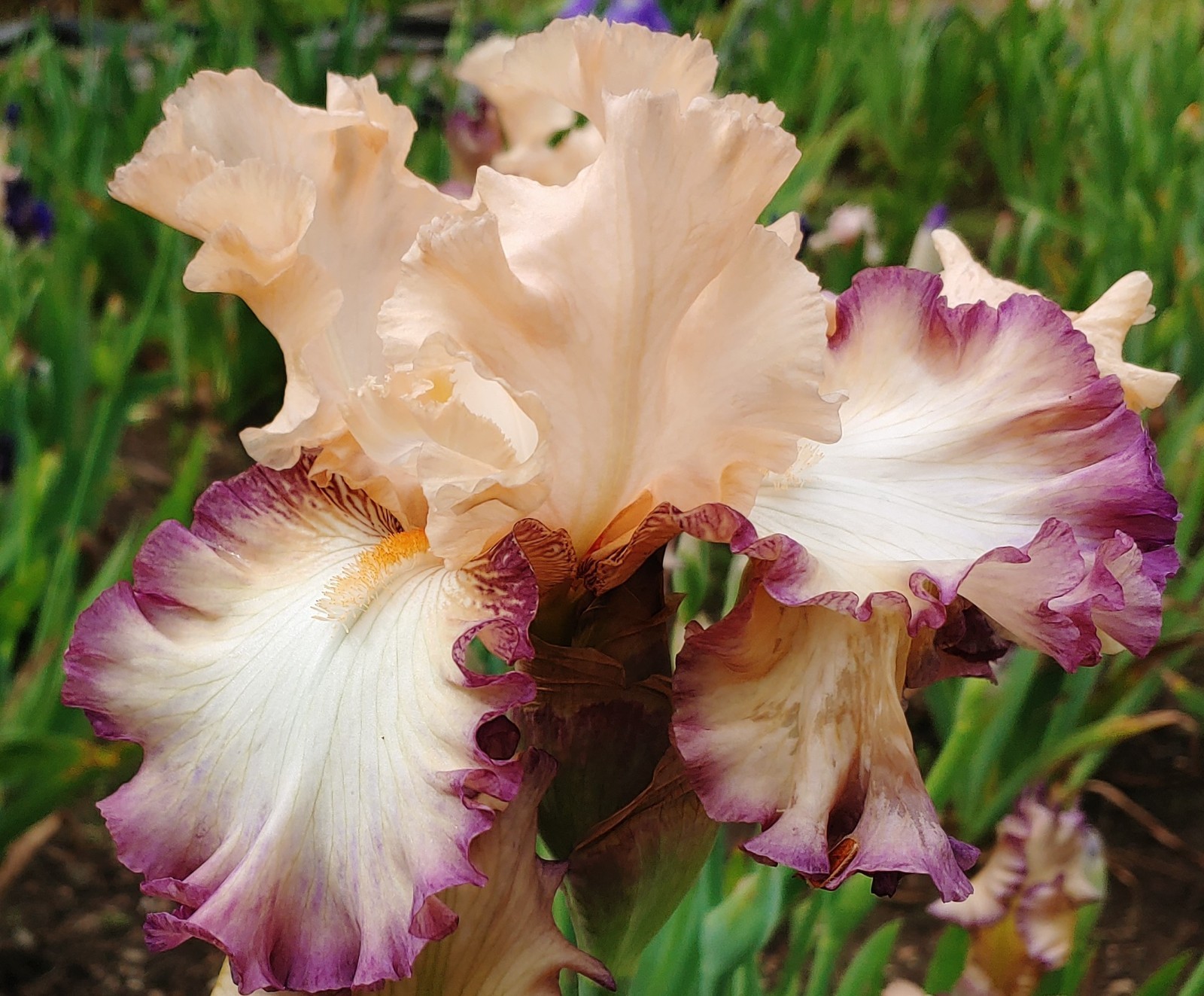 ‘Comfortable TB Bearded Iris Rhizome PRE-SALE to Ship Aug/Sept