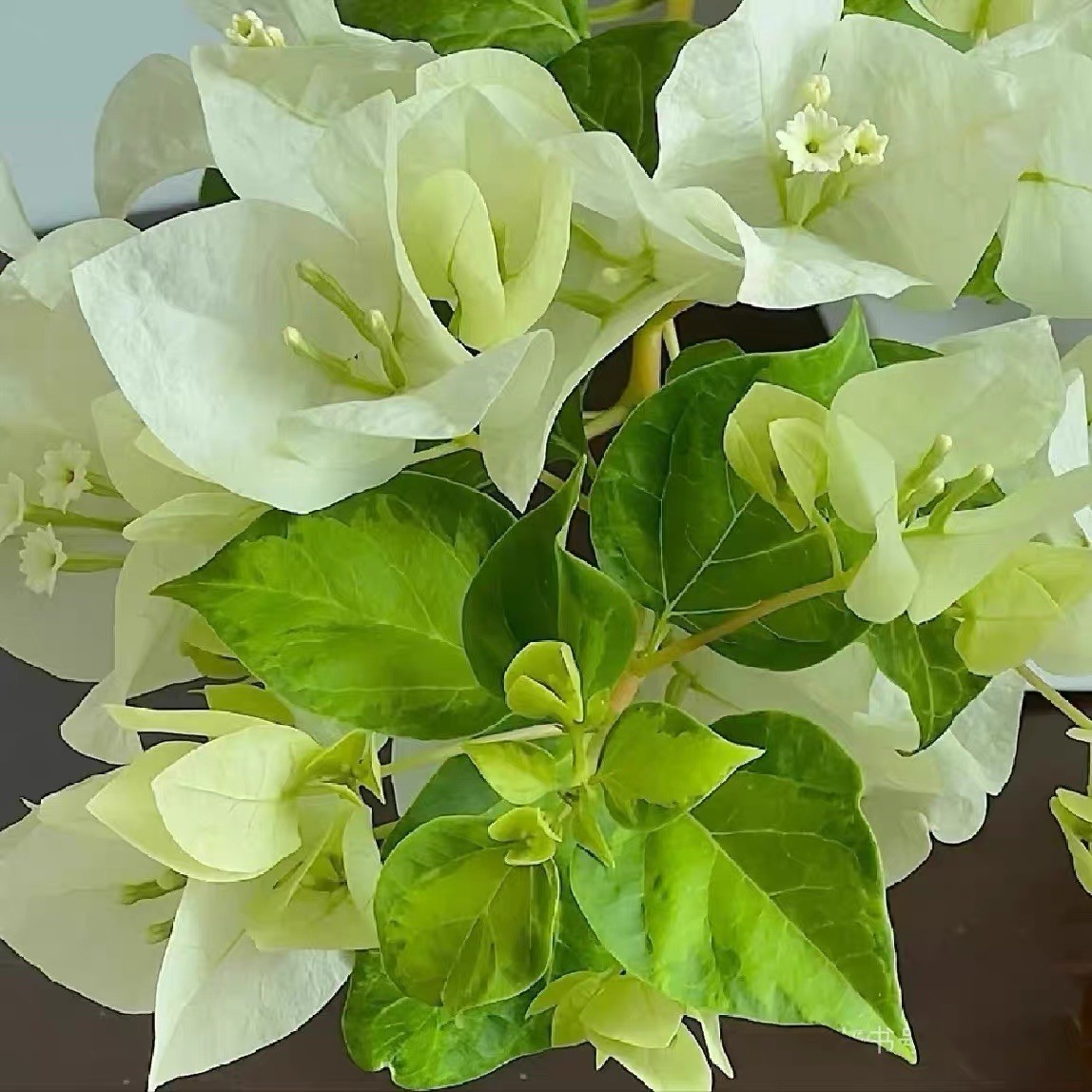 Rare Green Apple 青苹果三角梅Coconut Ice bougainvillea small Bonsai Bare Root