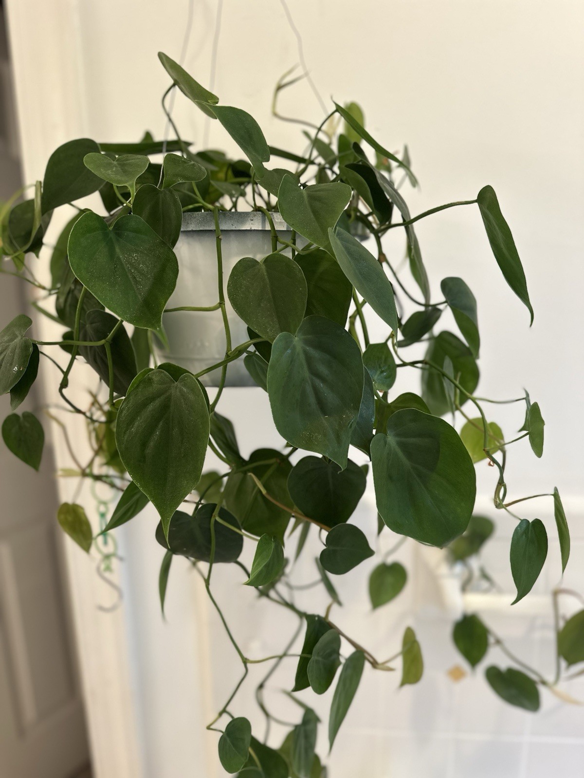 Heart Leaf Philodendron “Philodendron hederaceum” *Bare Root 13” Strands!