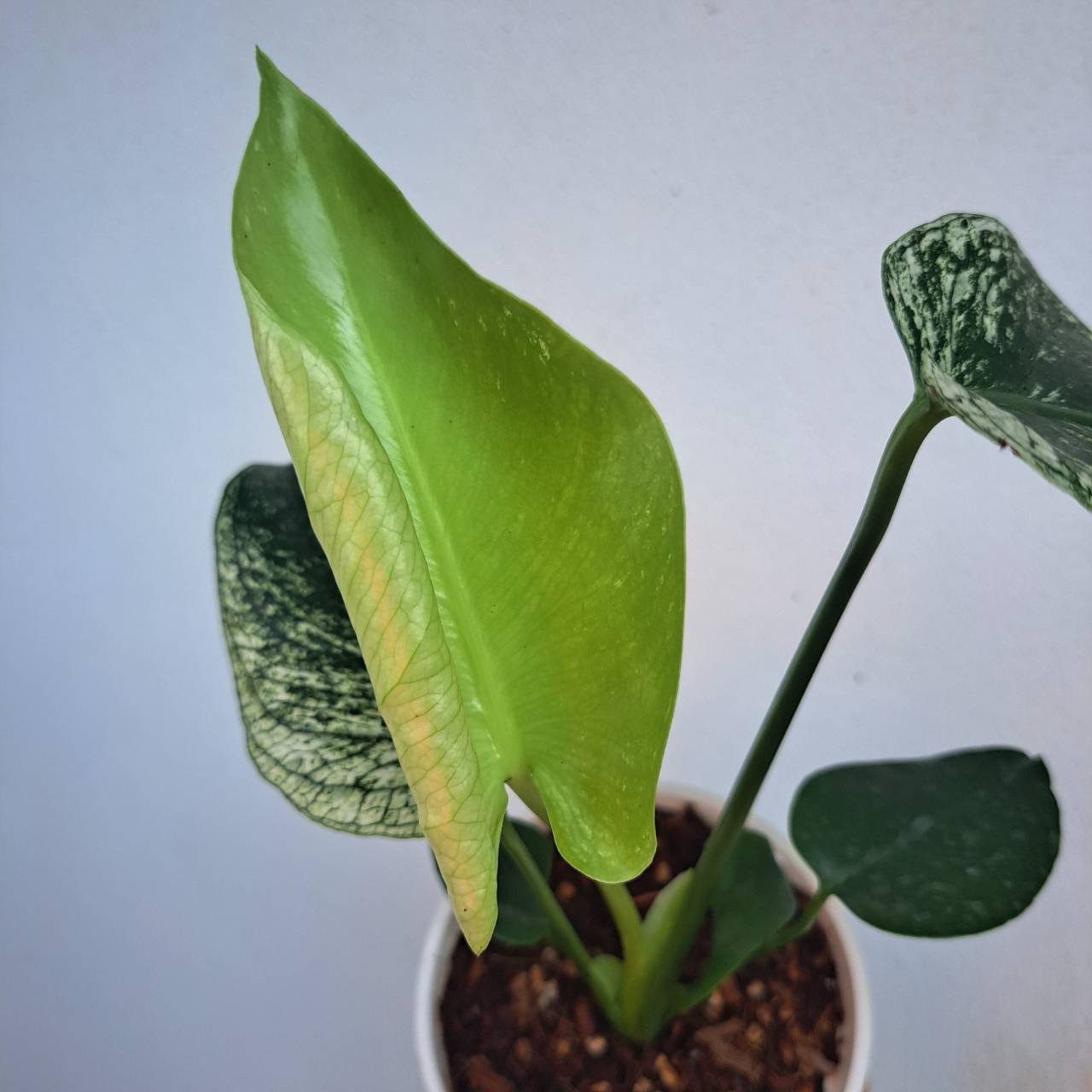 Rare Monstera Devil Monster Variegated Plant House Green White