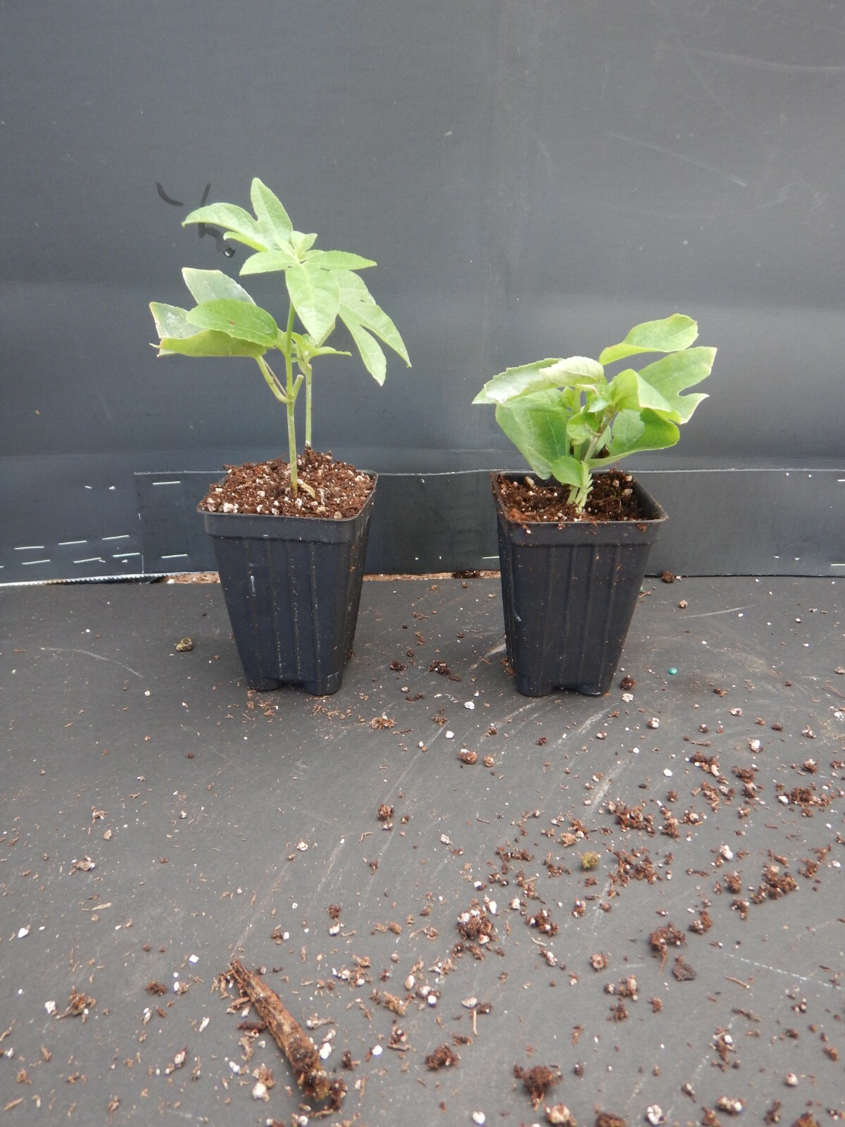~~LAVENDER LADY PASSIFLORA~~Starter Plant~~ Passiflora X Alato~~FRAGRANT!