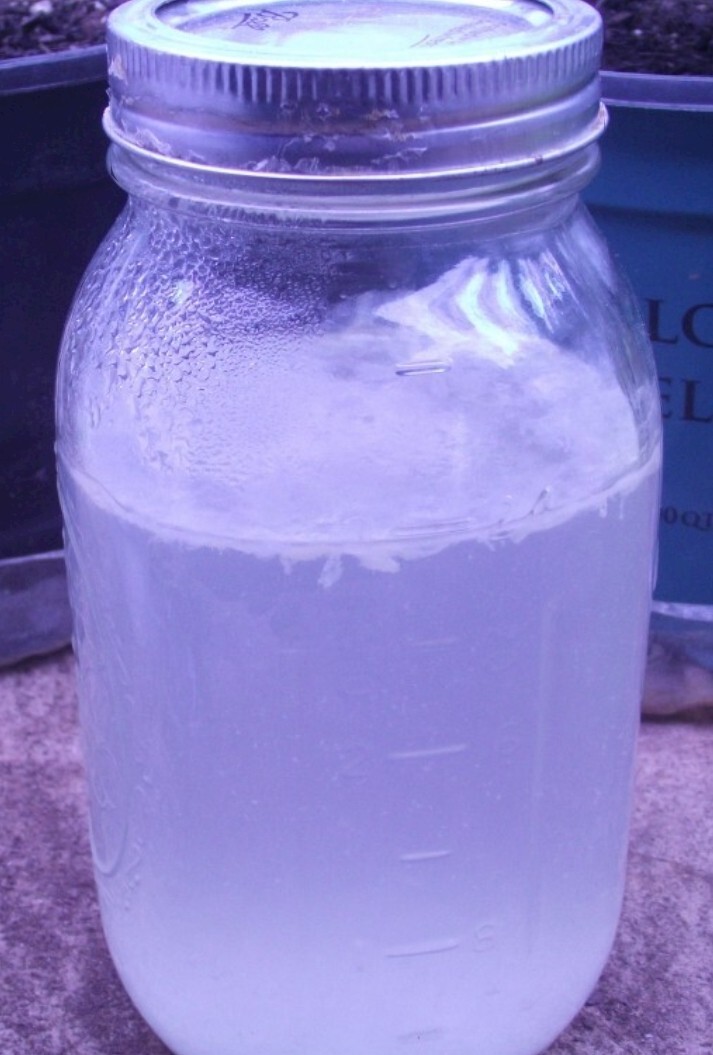 LAB’s • Lactic Acid Bacteria • 100% Organic Soil Drench & Foliar Feed • 8 Oz