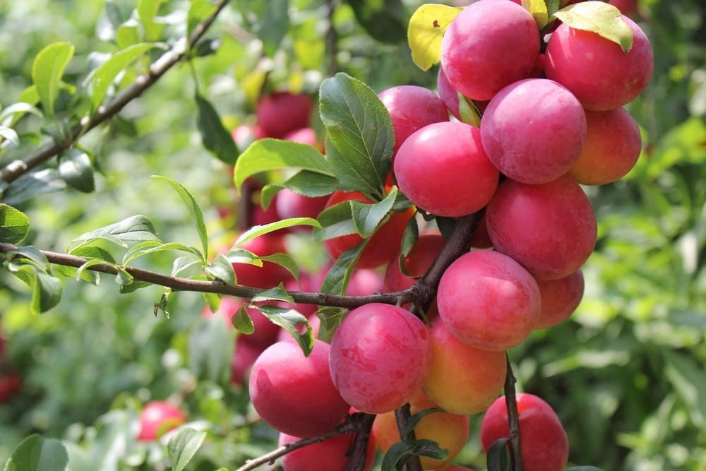 1 Dormant American plum starter plant, flowering fruit shrub/tree .Zones 3-8.