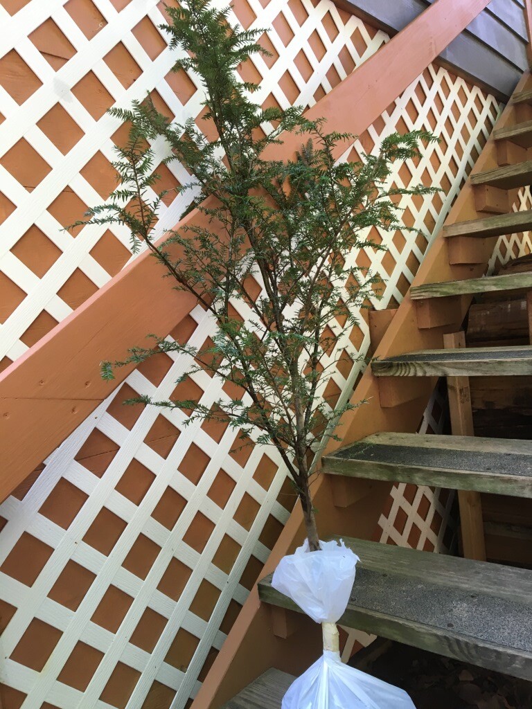 Appalachian Mountain Grown Eastern Hemlock Evergreen 24″ Tall Seedling Qty-7