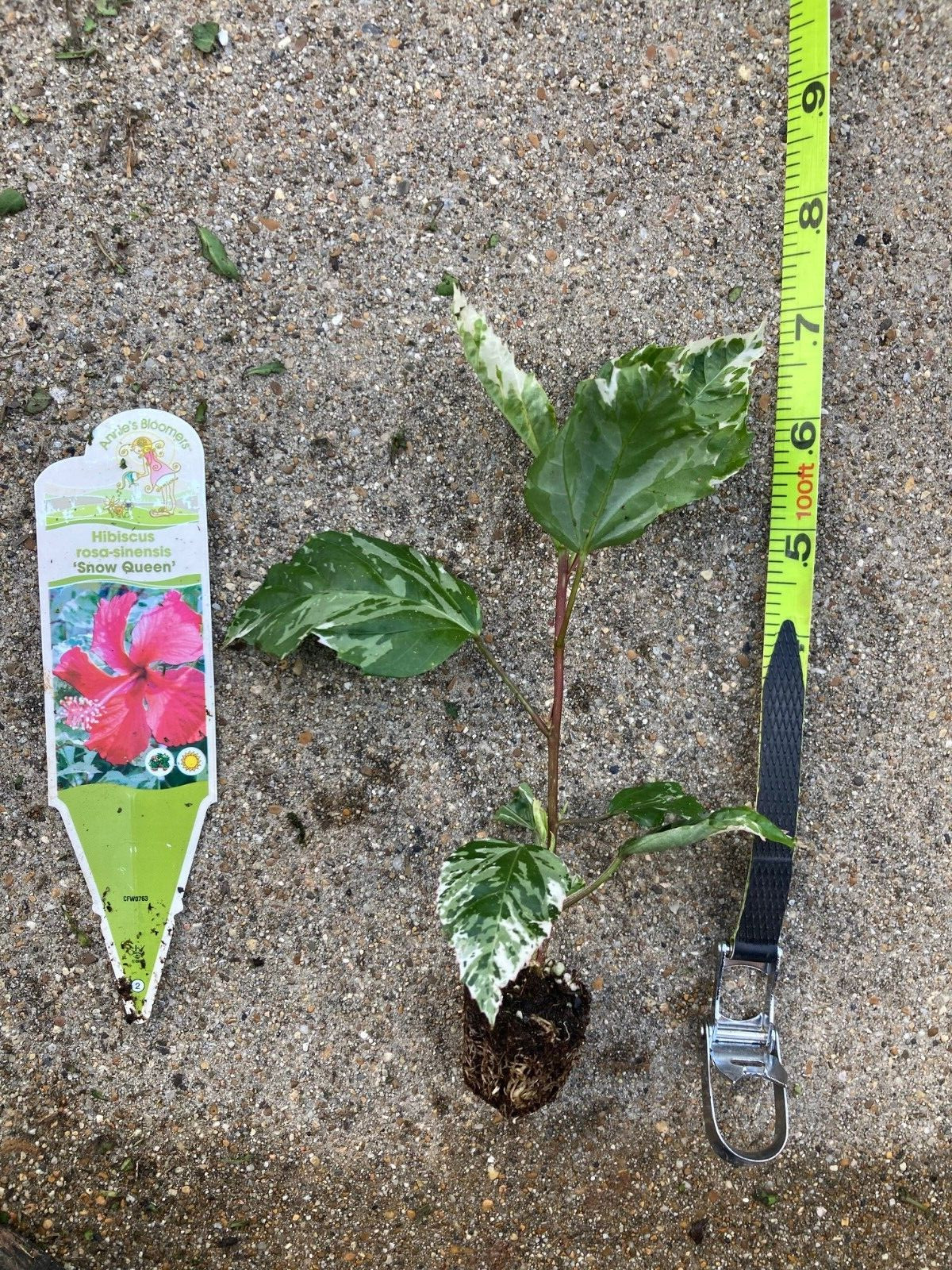 Snow Queen Hibiscus (H. rosa spp.) – 1 TC Plant/Plug –5-10 inches-Edible Flower!