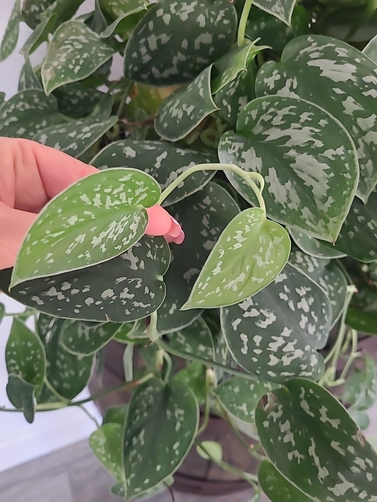 Silver Satin Pothos 3 node fresh CUTTING – Scindapsus Pictus Plant Houseplant