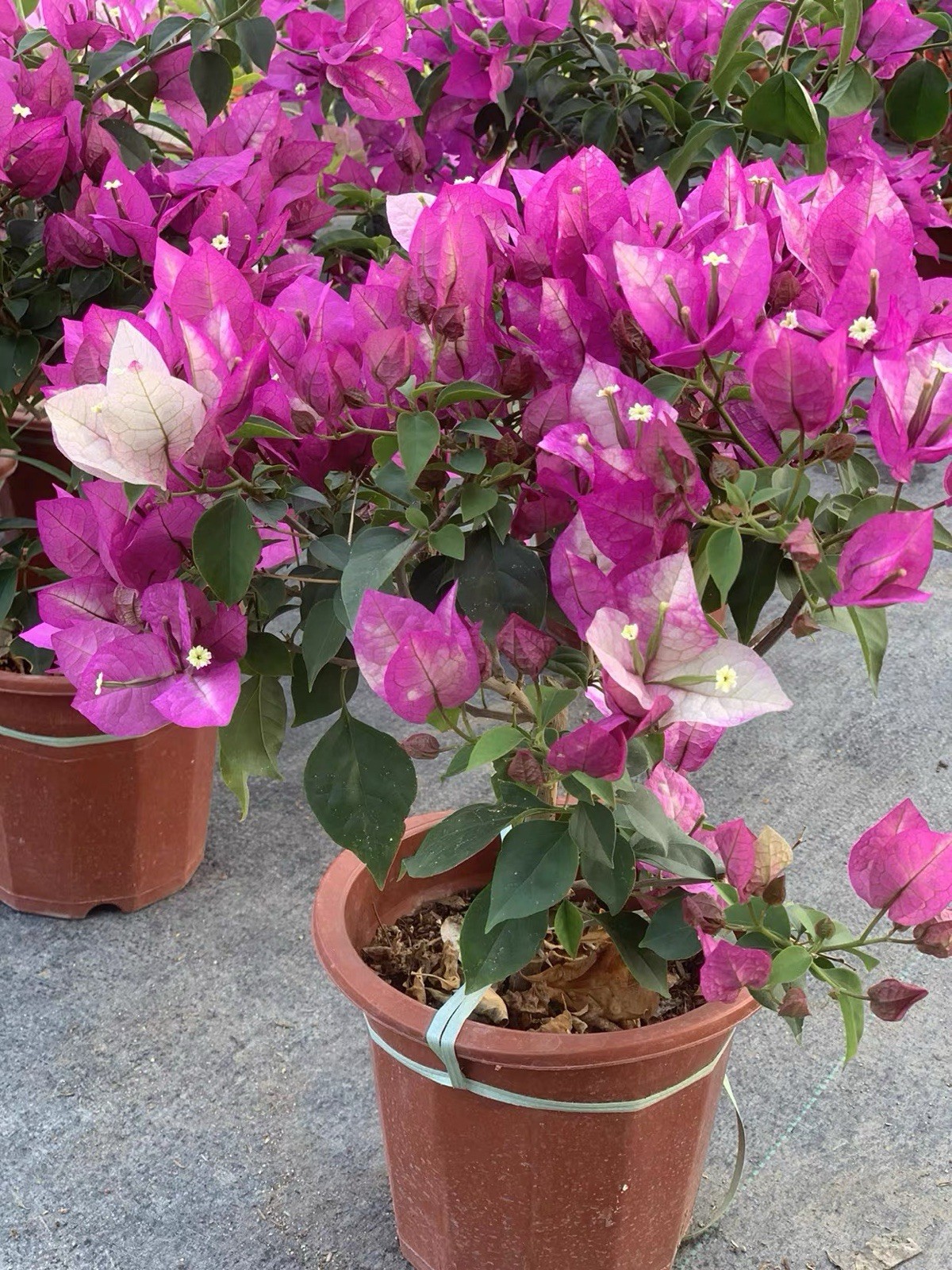 Multi Colors Bougainvillea spectabilis ‘Wajid Ali Shah’ 末代皇帝Bonsai medium Size