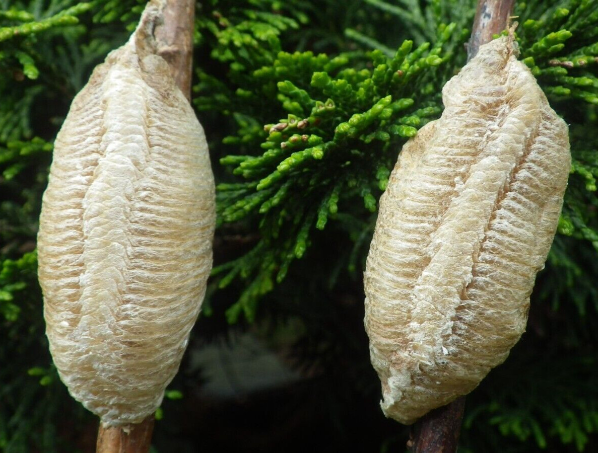 2 BIG EUROPEAN PREYING MANTIS EGG CASES PRAYING MANTIS NATURAL PEST CONTROL