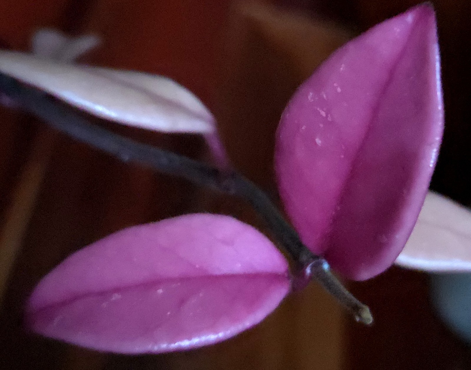 Rare Hoya Carnosa Purple Pride 20″ Tall Multi Plants Not Monstera Philodendron