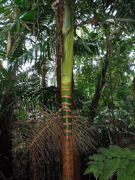 x2 LIVE Bare root : Prestoea Acuminata Sierra Palms Rare Shade Exotic palm