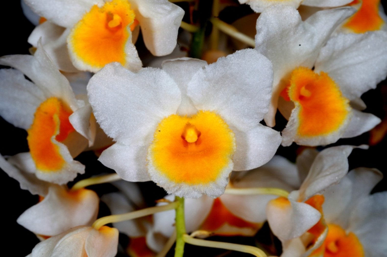 Dendrobium farmeri NBS plant