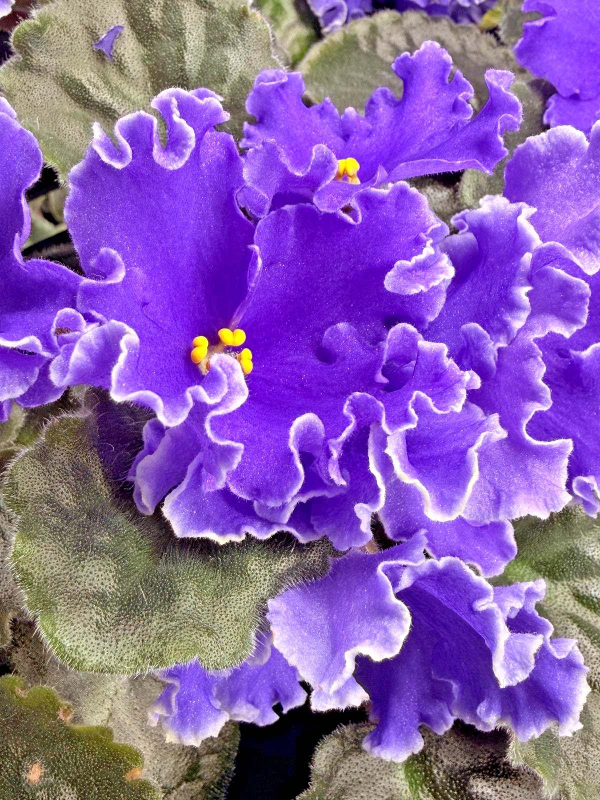 African Violet Plant RM Poseidon’s Game Starter Plant Standard HUGE BLOOMS!