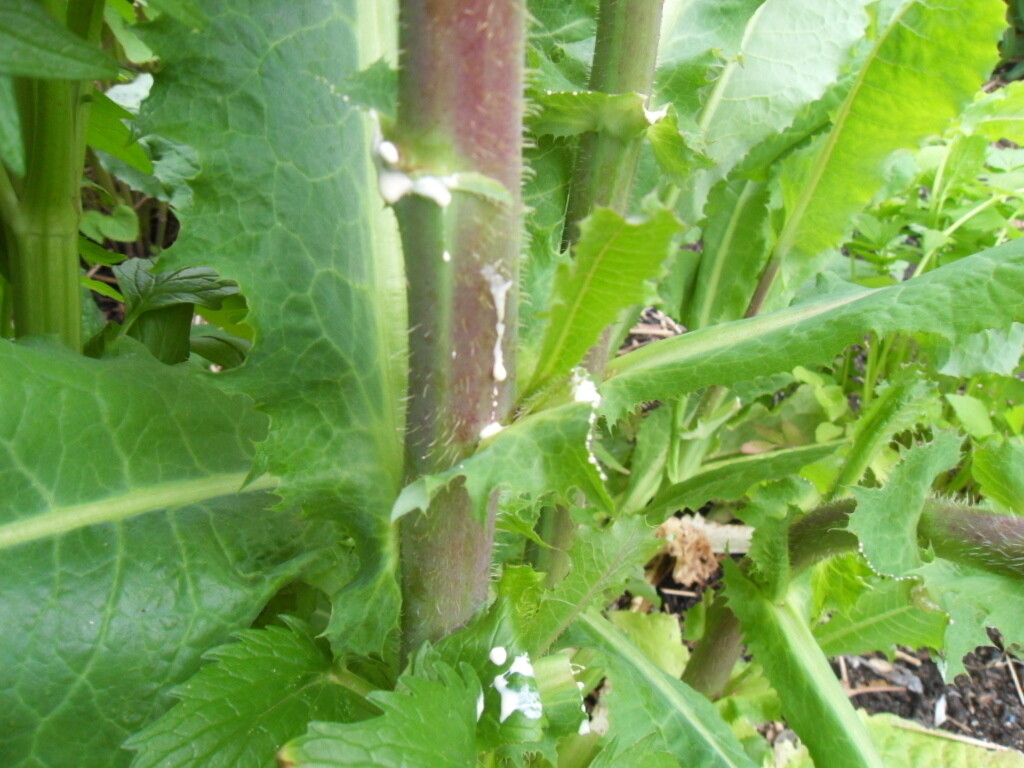 1000 WILD LETTUCE Lactuca Virosa seeds medicinal herb BULK seed pack by WSS