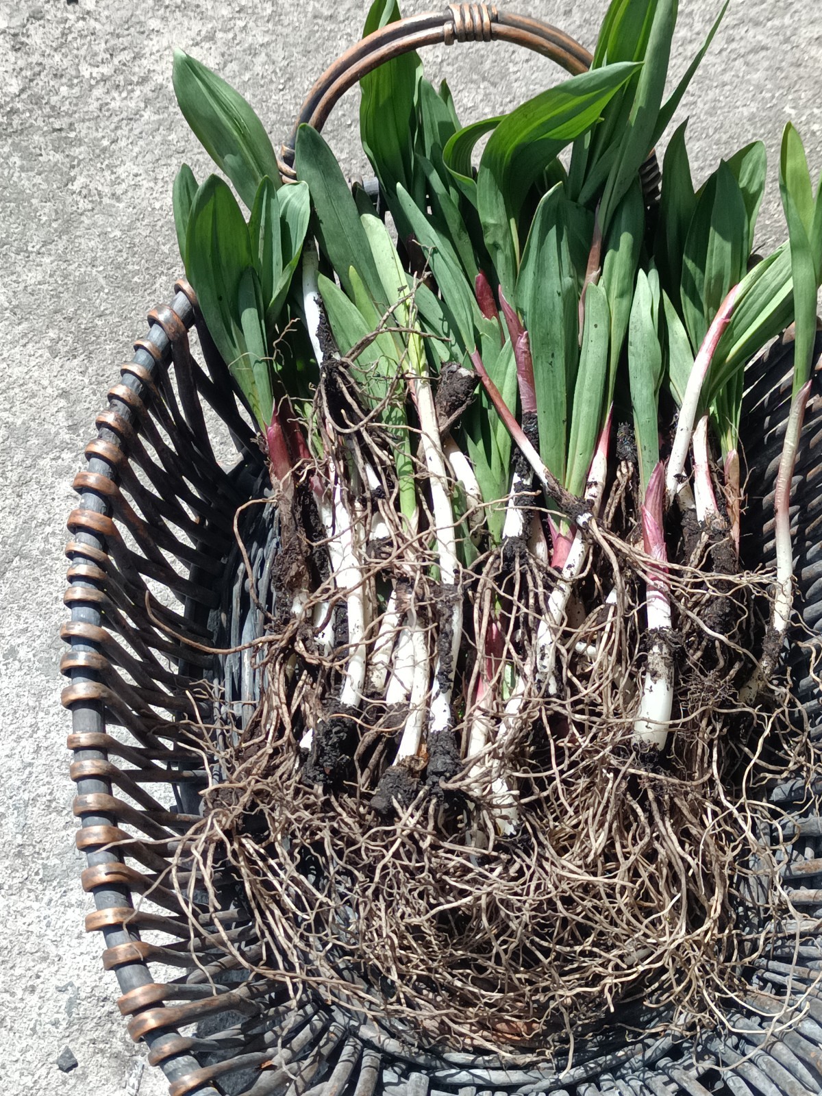 10 RAMPS (wild leek) live plants cooking or replanting {Please See Description}