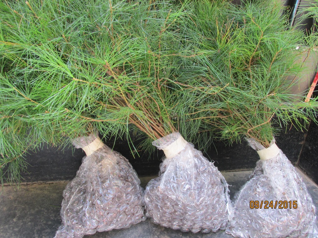 30 Winter Grown White pine Starter trees 10″-14″ tall Winter fresh seedlings