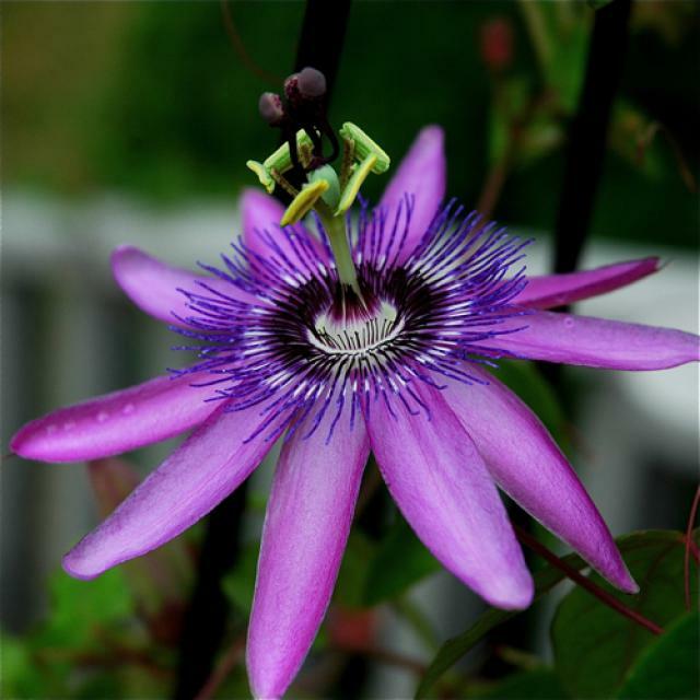 ~~LAVENDER LADY PASSIFLORA~~Starter Plant~~ Passiflora X Alato~~FRAGRANT!