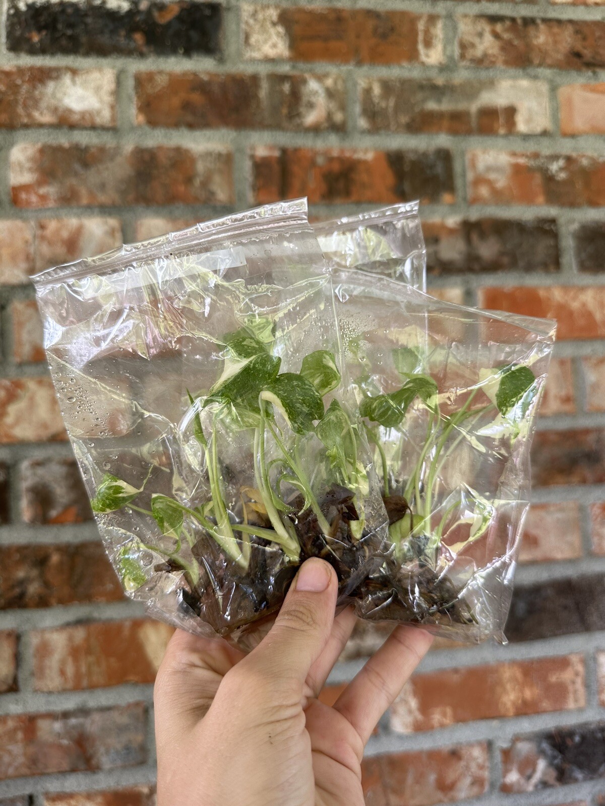 Variegated Monstera Thai Constellation TC Bag