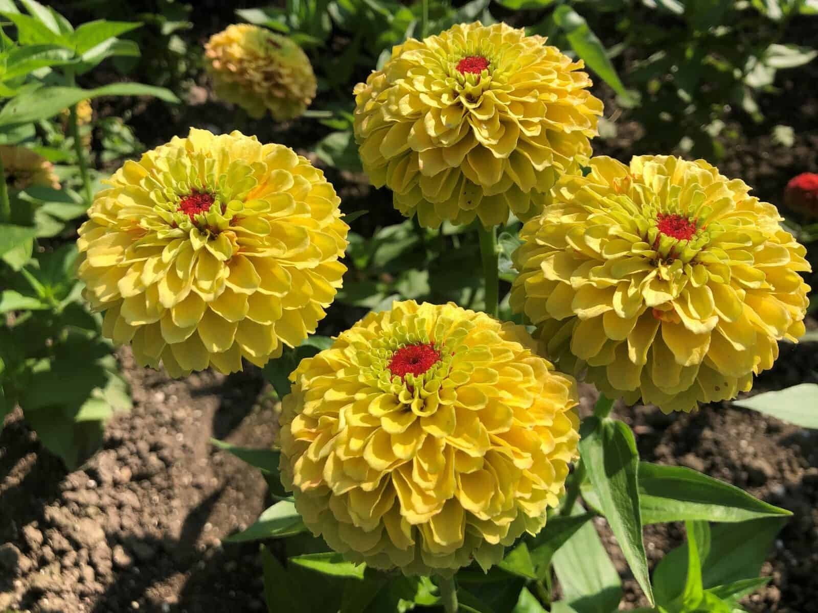 100+ Queeny Lemon Peach Zinnia Seeds for Garden Planting – USA – FREE SHIPPING!