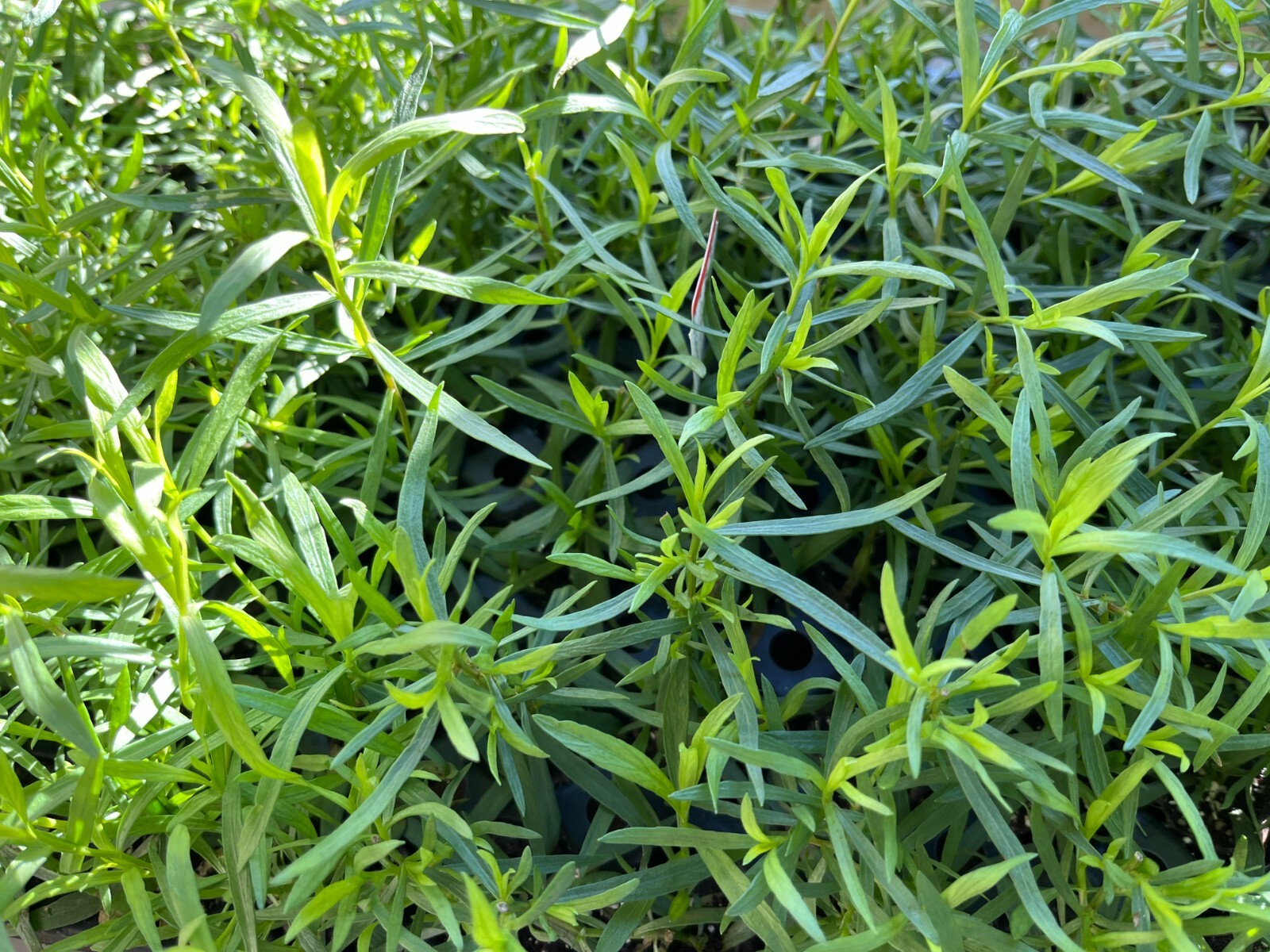 Herb French Tarragon Live Plant, Healthy Starter Ready to Plant