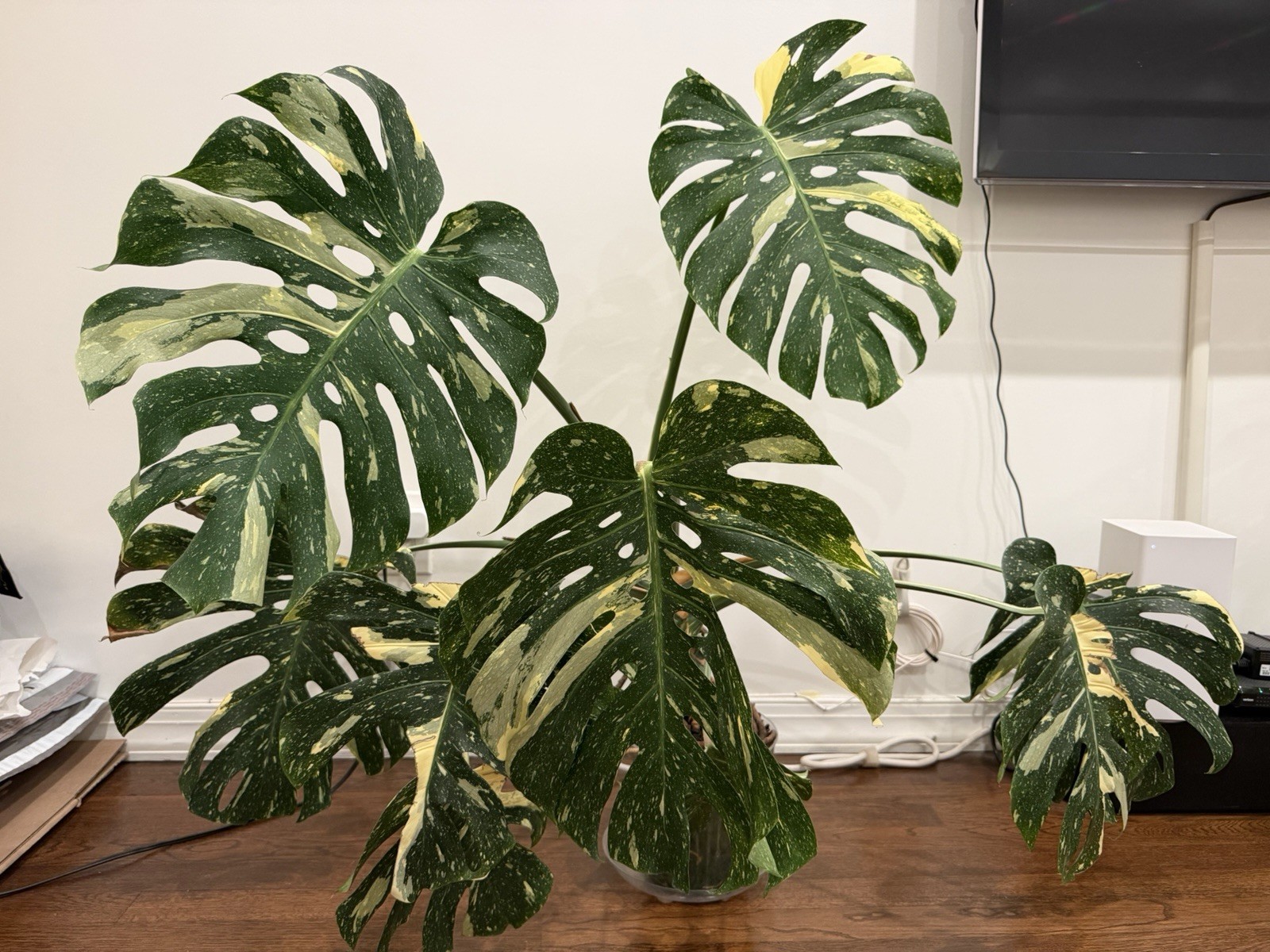 Large Monstera Thai Constellation 46”+ Plant NYC local pickup EXACT PLANT