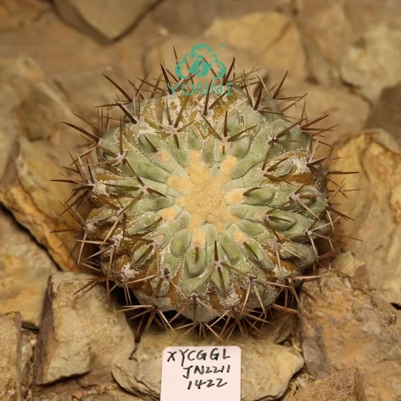 Sale 6.2cm RarePlant Cacti Copiapoa columna-alba WYSIWYG SelfRooted Boutique