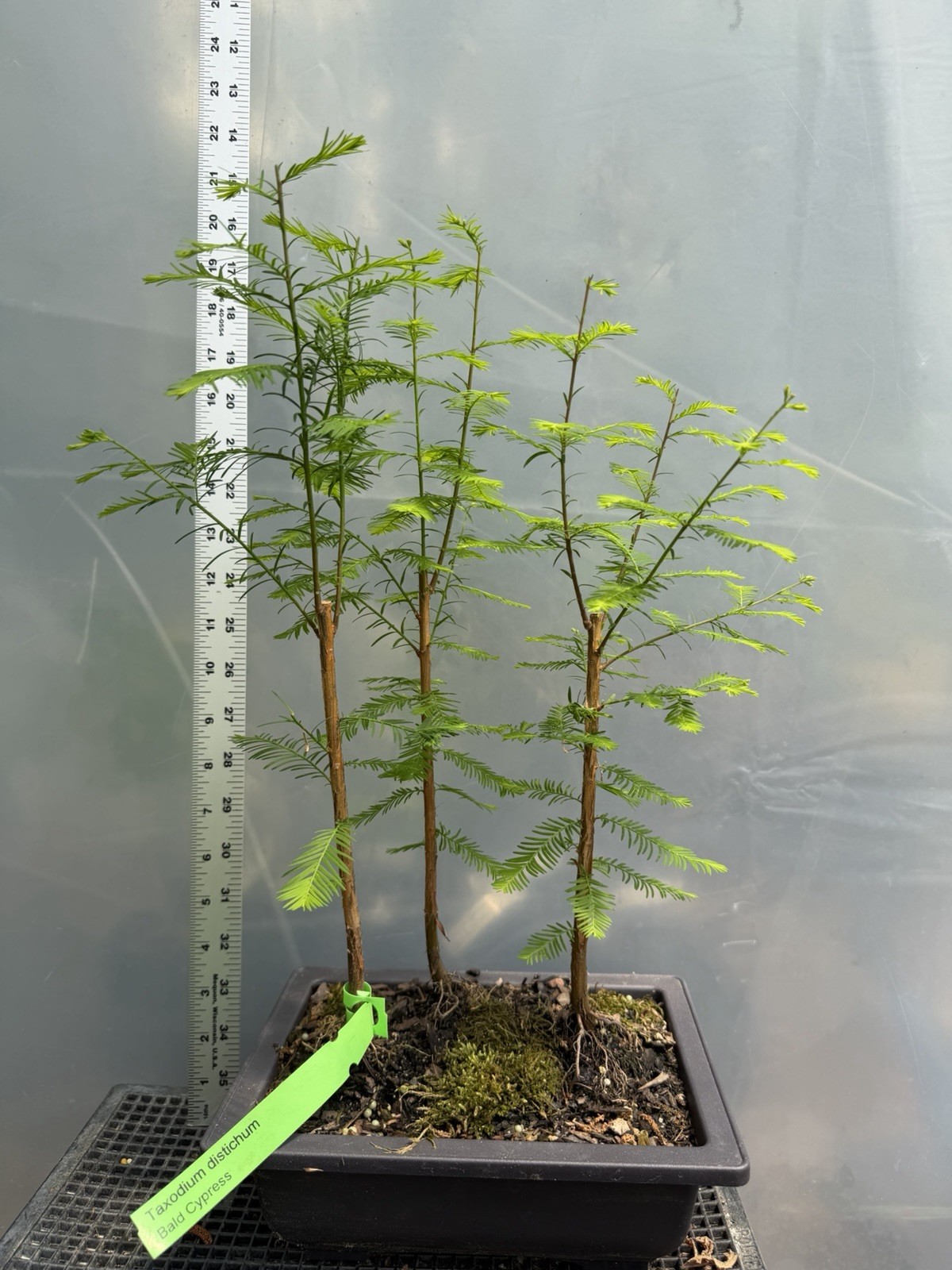 3 Tree Bald Cypress – Bonsai