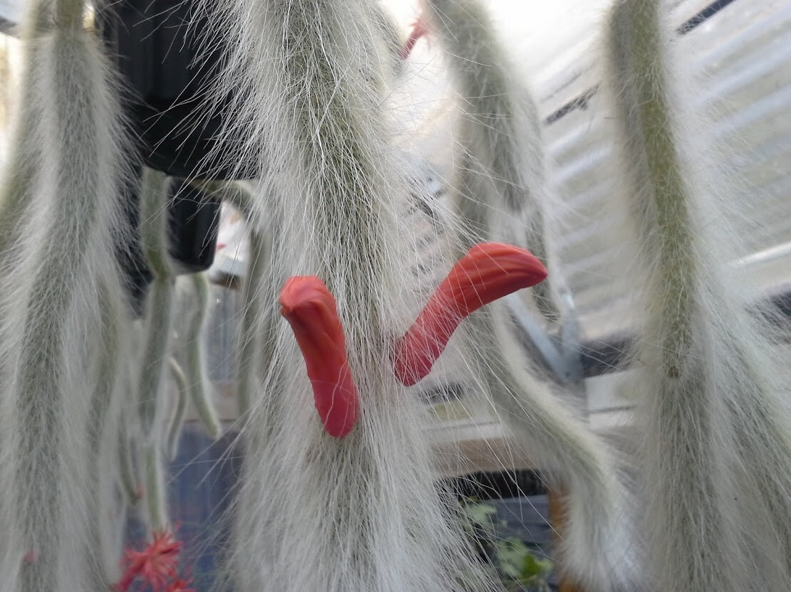 Monkey Tail Cactus – Cleistocactus colademononis – Rooted Cutting – Super Fuzzy