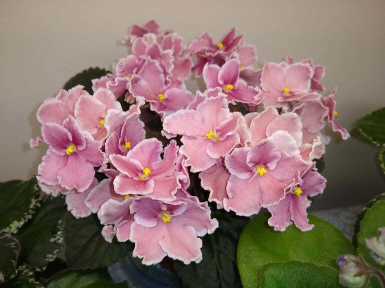 2 African Violet Leaves ~ *ROCKIN’ ROBIN* ~ Standard